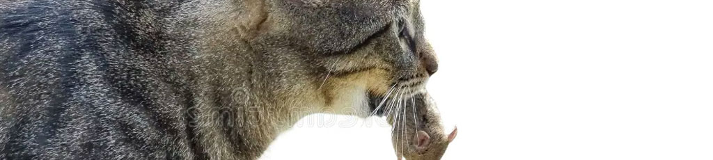 WEN – Intelligenza Animale -L’ultimo gatto – Terza Agnoletti