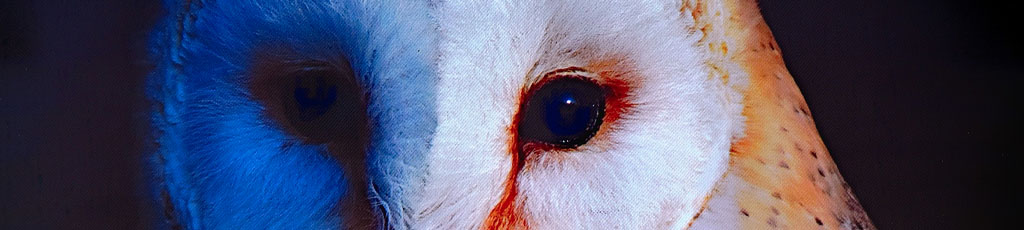 WEN – Intelligenza animale – Un brivido che vola via – Lorenzo Iannelli