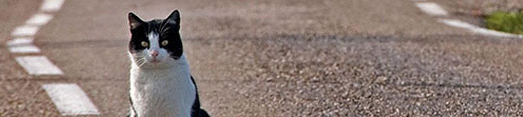 WEN – Intelligenza animale – Ho parlato ad un gatto per strada – Brunetto Magaldi